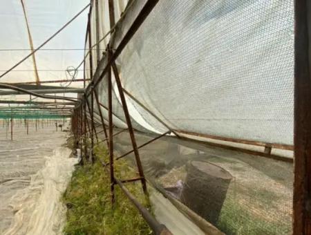 Ortaca Eskiköy De 5200 M2 Tarla İçinde Müstakil Ev Ve Sera Satılık