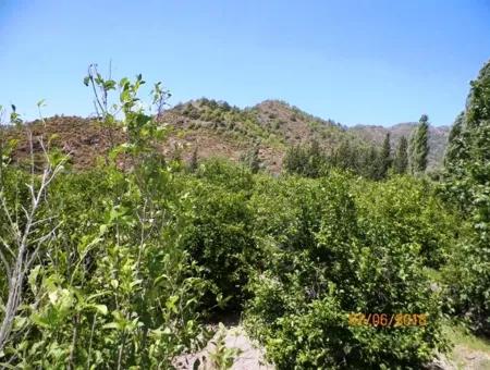Muğla Dalaman Taşlıburunda 5 330 M2 Yerli Limon Bahçesi Satılık